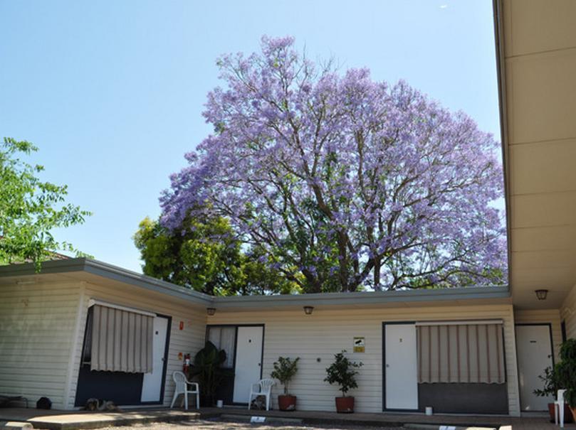Red Cedar Motel Muswellbrook Esterno foto
